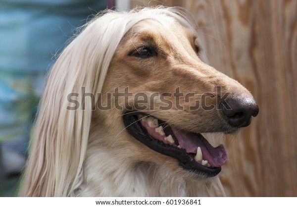 Close Head Shot Afghan Hound Blond Stock Photo Edit Now 601936841