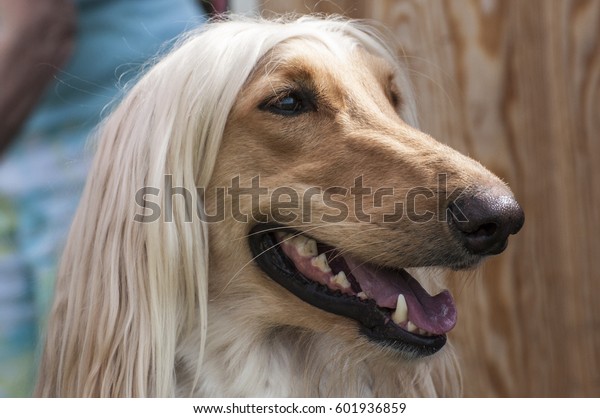Close Head Shot Afghan Hound Blond Stock Photo Edit Now 601936859
