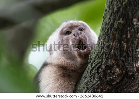 A close up head shot of a Capuchin monkey in Manuel Antonio, Costa Rica yawning with its mouth wide open