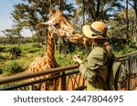 Close up head shot of a kordofan giraffe (giraffa camelopardalis antiquorum) being female hand fed by a woman tourist in a zoo