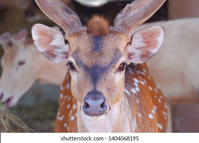 A close up head shot of male axis deer at a wild animal park in Thailand