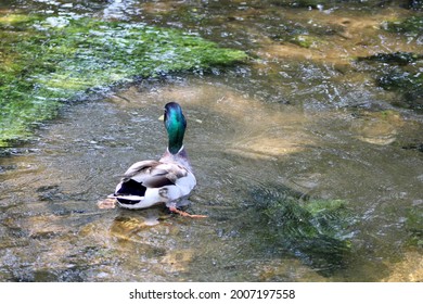 A Close Up Head Shot Of A Male Mallard Duck With Bright Green Plumage And Markings. He Is Swimming Down The Connetquot River. Beautiful Green Underwater Plants And Vegetation Are Under The Duck's Feet