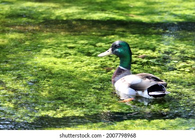 A Close Up Head Shot Of A Male Mallard Duck With Bright Green Plumage And Markings. He Is Swimming Down The Connetquot River. Beautiful Green Underwater Plants And Vegetation Are Under The Duck's Feet