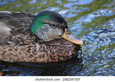 A Close Up Head Shot Of A Male Mallard Duck With Bright Green Plumage And Markings. He Is Swimming Down The Connetquot River. Beautiful Green Underwater Plants And Vegetation Are Under The Duck's Feet