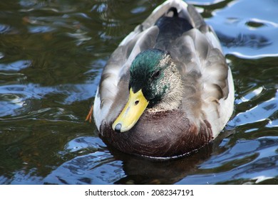 7,163 Mallard feet Images, Stock Photos & Vectors | Shutterstock