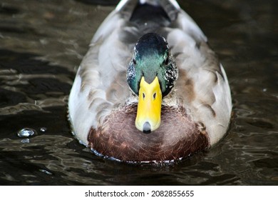 A Close Up Head Shot Of A Male Mallard Duck With Bright Green Plumage And Markings. He Is Swimming Down The Connetquot River. Beautiful Green Underwater Plants And Vegetation Are Under The Duck's Feet