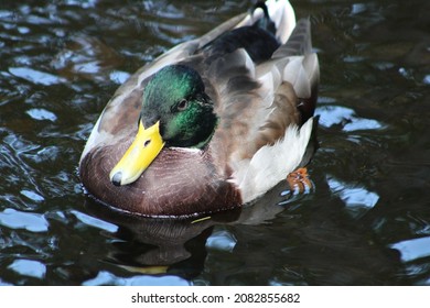 A Close Up Head Shot Of A Male Mallard Duck With Bright Green Plumage And Markings. He Is Swimming Down The Connetquot River. Beautiful Green Underwater Plants And Vegetation Are Under The Duck's Feet