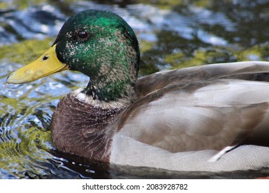 7,163 Mallard feet Images, Stock Photos & Vectors | Shutterstock