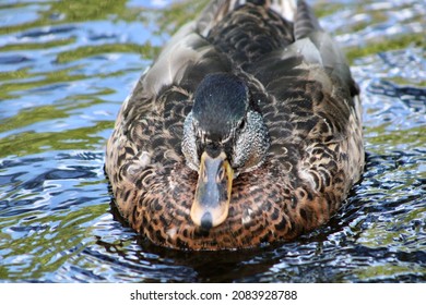 A Close Up Head Shot Of A Male Mallard Duck With Bright Green Plumage And Markings. He Is Swimming Down The Connetquot River. Beautiful Green Underwater Plants And Vegetation Are Under The Duck's Feet