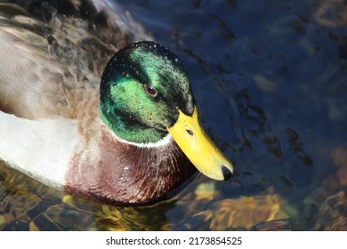 A Close Up Head Shot Of A Male Mallard Duck With Bright Green Plumage And Markings. He Is Swimming Down The Connetquot River. Beautiful Green Underwater Plants And Vegetation Are Under The Duck's Feet