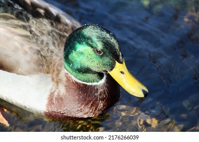 A Close Up Head Shot Of A Male Mallard Duck With Bright Green Plumage And Markings. He Is Swimming Down The Connetquot River. Beautiful Green Underwater Plants And Vegetation Are Under The Duck's Feet