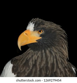 Close Up Head Shot Portrait Of Stellar Sea Eagle