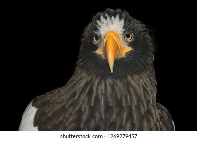 Close Up Head Shot Portrait Of Stellar Sea Eagle