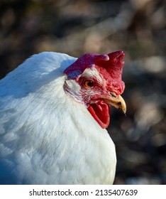 3,437 Leghorn Images, Stock Photos & Vectors | Shutterstock