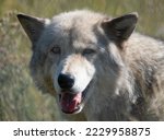 Close up of the head and shoulders of a captive gray wolf in sunlight. Photographed with a shallow depth of field in the Yellowstone Wildlife Sanctuary in Red Lodge, Montana.