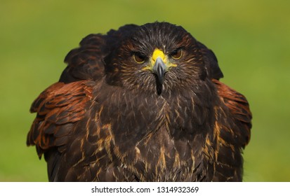 Imágenes Fotos De Stock Y Vectores Sobre Bird Of Prey Uk