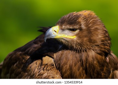 Eagle Mouth Open Images Stock Photos Vectors Shutterstock