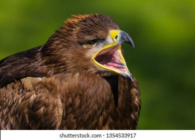 Eagle Mouth Open Images Stock Photos Vectors Shutterstock