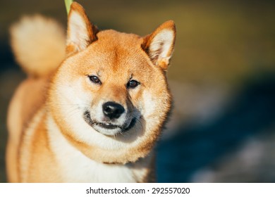 柴犬 赤ちゃん の写真素材 画像 写真 Shutterstock