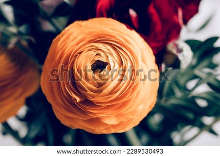 Close up of head of tender ranunculus flower. Bunch of Persian buttercup in floral arrangements, top view