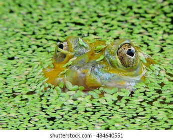 close up head of tree frog in the pond