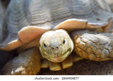 close up head of turtle