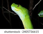Close up of head and underside of jaw of Australian Green Tree Python (Morelia viridis) in rainforest of the Iron Range (Kutini-Payamu), Cape York Peninsula, Far North Queensland, Australia