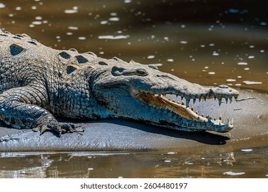 A close up head view of a crocodile basking on the banks of the River Tarcoles in Costa Rica in early springtime