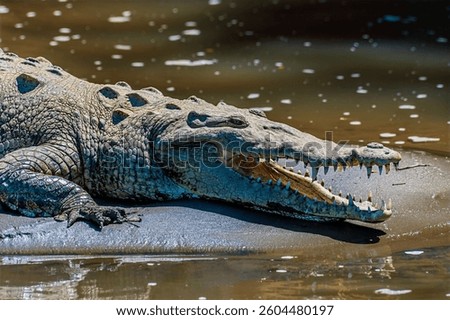 A close up head view of a crocodile basking on the banks of the River Tarcoles in Costa Rica in early springtime