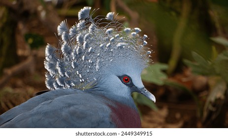 Close up head view of Victoria crowned pigeon Bird staring intently with beautiful red eyes