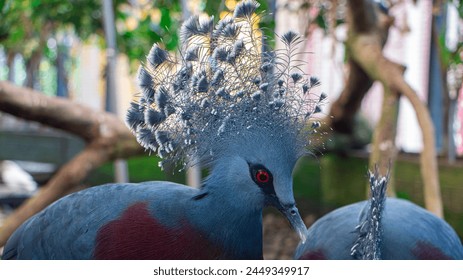 Close up head view of Victoria crowned pigeon Bird staring intently with beautiful red eyes