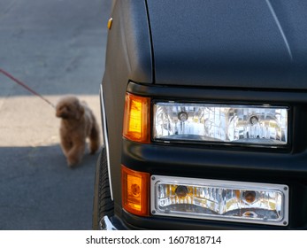 Close up of headlights of vintage american car and toy poodle walking