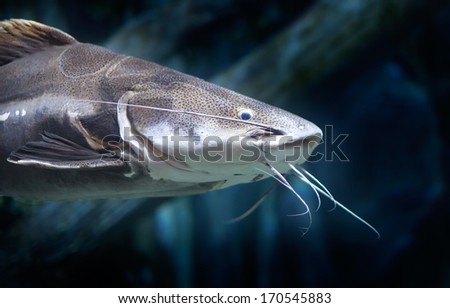 Close up headshot of a red tail catfish swimming