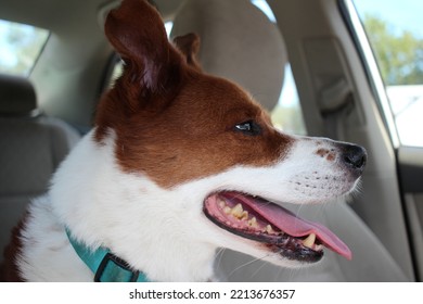 Close Up Headshot Of Smiling Senior Dog Face