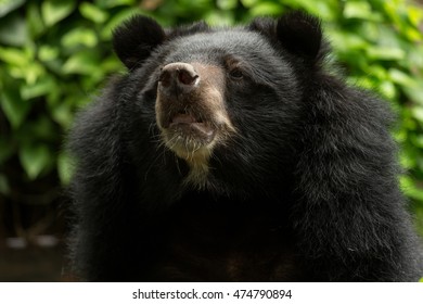 Close Headshot Tibetan Black Bear Stock Photo 474790894 | Shutterstock