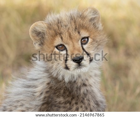 Close up headshot of a young Cheetah cub.
