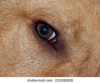 Close Up Of A Healthy Dogs Eye. Retina Is Clear And Reflecting Clear And The Edge Of The Healthy Nictitating Membrane Can Be Seen. 