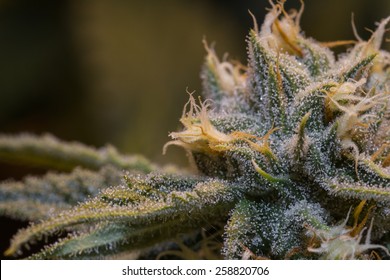 close up of a healthy marijuana plant with crystalline structures in the leafs and buds