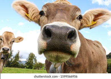 Close Up Of A Healthy Swiss Cow