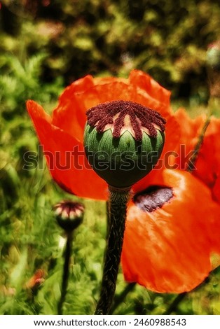 Similar – Boom flight, bumblebee and poppy