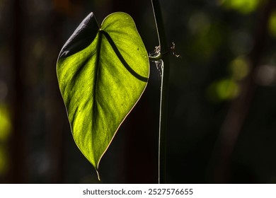 close up heart shaped ivy against sunlight in a tropical forest in Brazil - Powered by Shutterstock