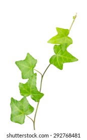 Close Up Of Hedera Helix, Aka English Or Common Ivy, Isolated On White Background.