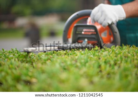 Close up of hedge trimmer cutting bushes to ideal fence. Male gardener, wearing in overalls with protective glove working with professional garden equipment in backyard. Trimming work in garden.
