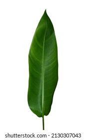 Close up Heliconia leaves on white backgroud with clipping path. - Shutterstock ID 2130307043