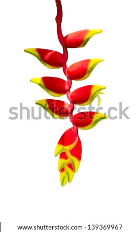 Close up of Heliconia tropics flower isolated on white background (Crab Claws; Heliconia rostrata)