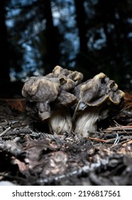 Close Up Of Helvella Lacunosa Mushroom Growing From The Forest Floor In Colorado. Mycology, Foraging, Botany Concepts.