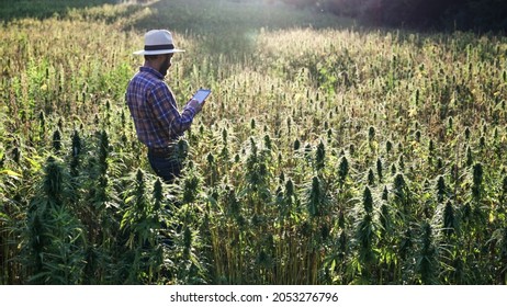 Close Up Of Hemp Farmer Inspecting Cannabis Field At Sunset