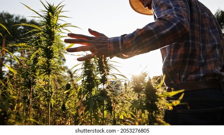 Close Up Of Hemp Farmer Inspecting Cannabis Field At Sunset