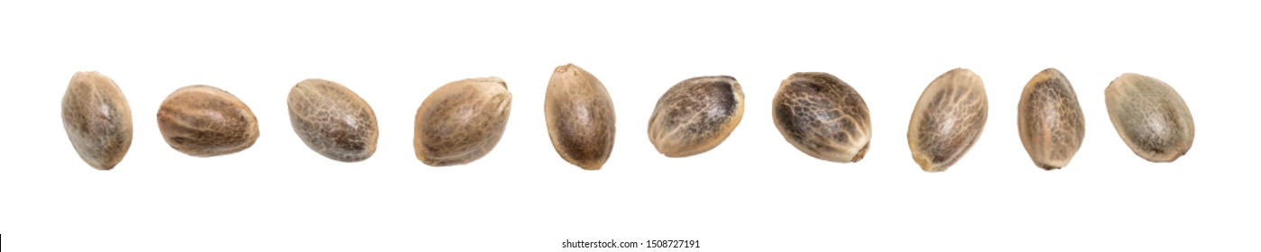 Close up of hemp seeds in a disorderly horizontal line and isolated on white background
