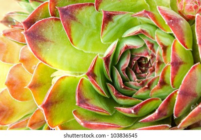 Close up of hen and chick or crassulaceae succulent flower - Powered by Shutterstock